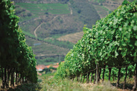 Albariño en región de Vinho Verde (Norte de Portugal)